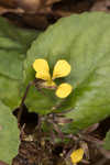 Roundleaf yellow violet